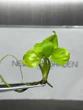 Monstera deliciosa lemon lime (1 plantlet/bag) Tissue culture