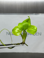 Monstera deliciosa lemon lime (1 plantlet/bag) Tissue culture