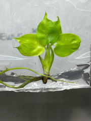 Monstera deliciosa lemon lime (1 plantlet/bag) Tissue culture