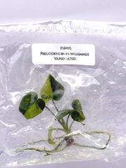 Philodendron williamsii Variegated (1 plantlet/bag) Tissue culture