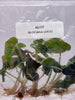 Alocasia loco (5 plantlets/bag) Tissue culture