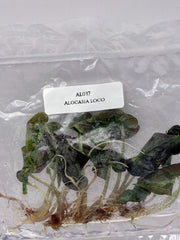 Alocasia loco (5 plantlets/bag) Tissue culture