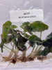 Alocasia loco (5 plantlets/bag) Tissue culture