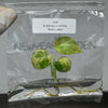Scindapsus pictus Variegated (1 plantlet/bag) Tissue culture
