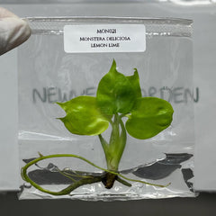 Monstera deliciosa lemon lime (1 plantlet/bag) Tissue culture