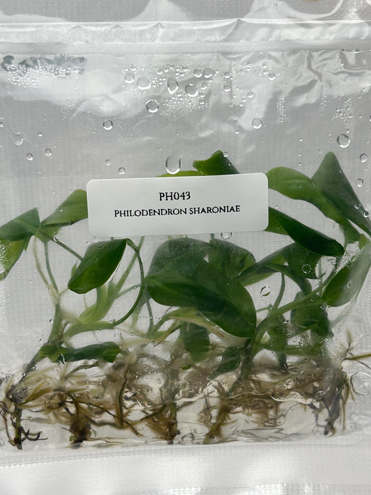 Philodendron Sharoniae Tissue Culture (5 items/bag)
