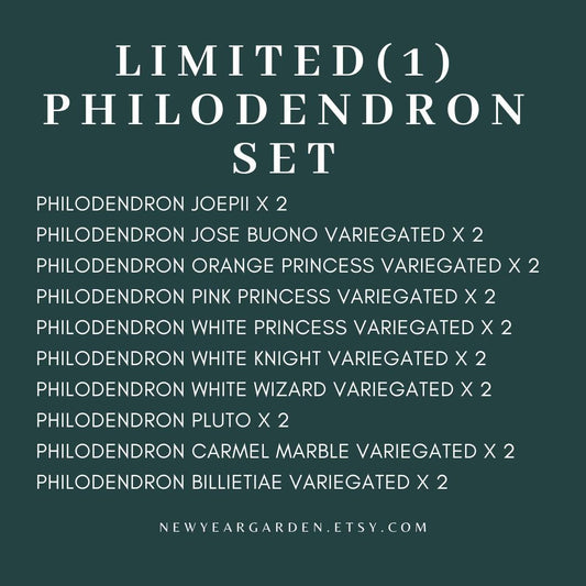 Special Set (1) of 20 Bags of Philodendron Tissue Culture