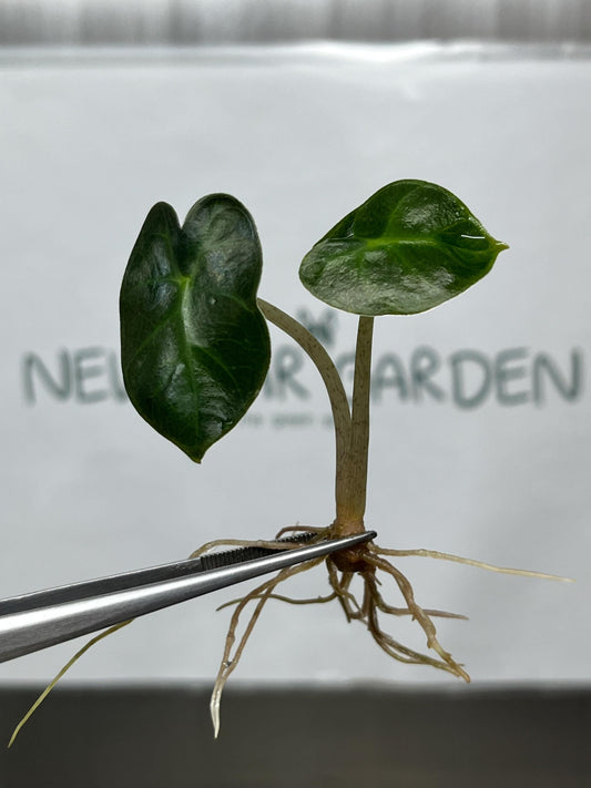 Alocasia Heart Balloon GREEN Tissue Culture (5 items/bag)