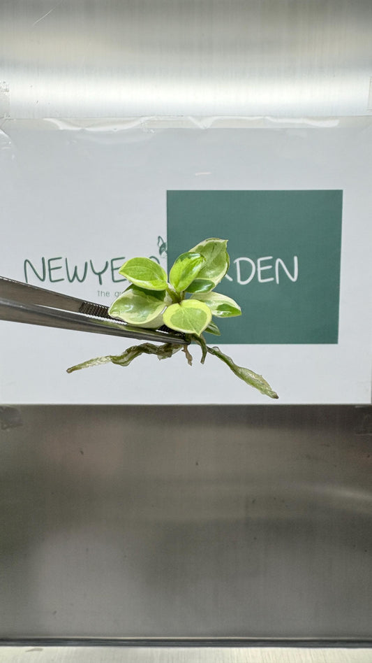 Mutation RARE Philodendron Billietiae Variegated Tissue Culture (1 item/bag)