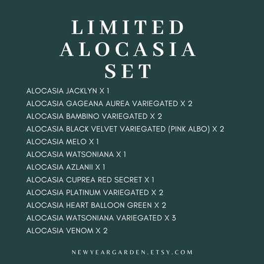 Special Set of 20 Bags of Alocasia Tissue Culture