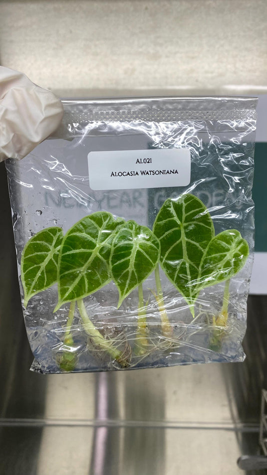 Wholesale Alocasia Watsoniana Tissue Culture (25 Bags)