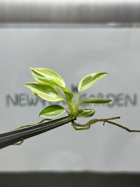 Mutation RARE Philodendron Longilobatum Lelano Miyano Variegated Tissue Culture (1 item/bag)