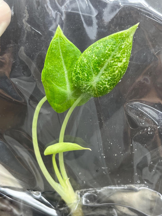 Alocasia Black Velvet Ninja-Splash Variegated Tissue Culture (1 item/bag)