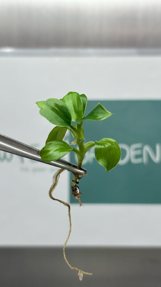 Philodendron Fibrecataphyllum Tissue Culture (5 items/bag)