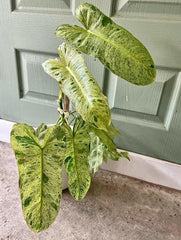 Philodendron Paraiso Verde (5 plants/bag) Tissue Culture