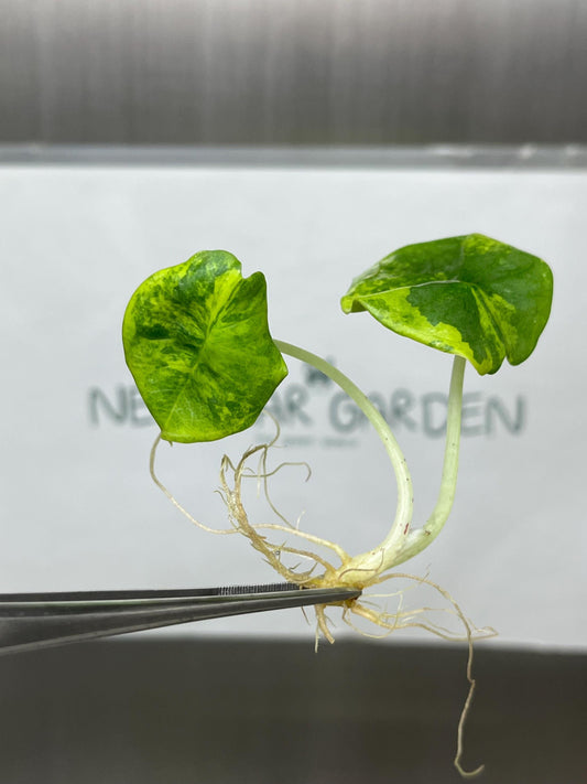 Alocasia Nebula Aurea Variegated Tissue Culture (1 item/bag)