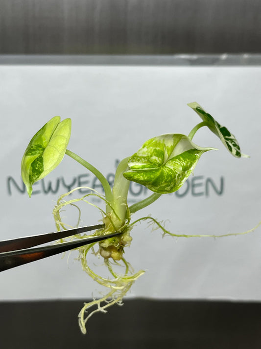 Alocasia Dragon Scale Albo Variegated Tissue Culture (1 item/bag)