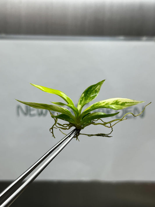 Philodendron Tortum Aurea Variegated Tissue Culture (1 item/bag)