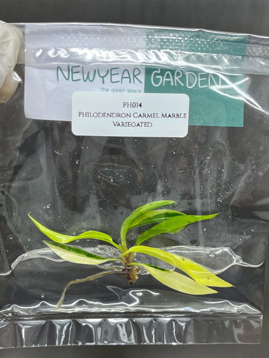Wholesale Philodendron Caramel Marble Variegated Tissue Culture (25 Bags)