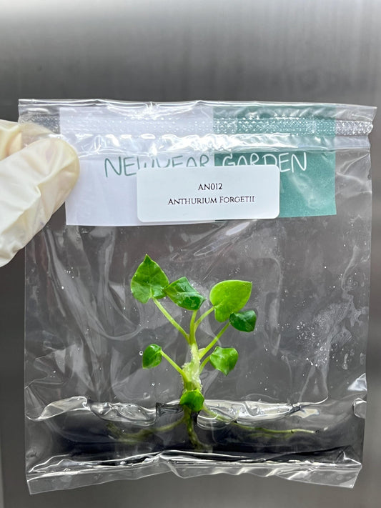 Wholesale Anthurium Forgetii Tissue Culture (25 Bags)
