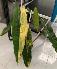 Philodendron Billietiae Variegated (1 plant/bag) Tissue Culture