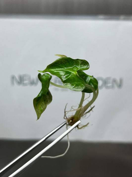 Alocasia Loco Tissue Culture (5 items/bag)