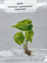 Alocasia 'Nairobi Night' Aurea Variegated (1 item/bag) Tissue Culture