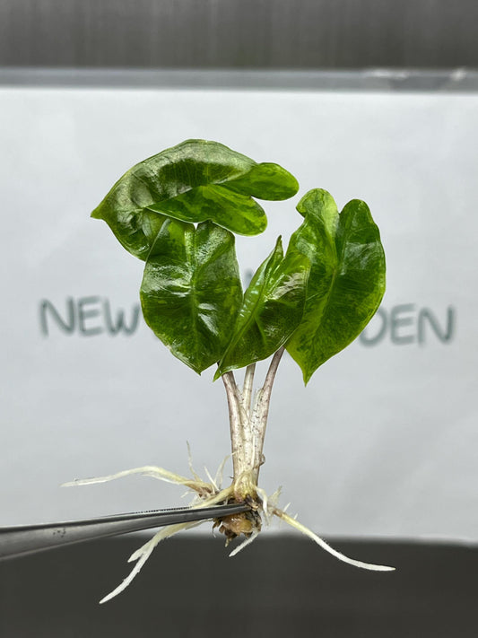 Alocasia Pseudo Sanderiana Aurea Variegated Tissue Culture (1 item/bag)