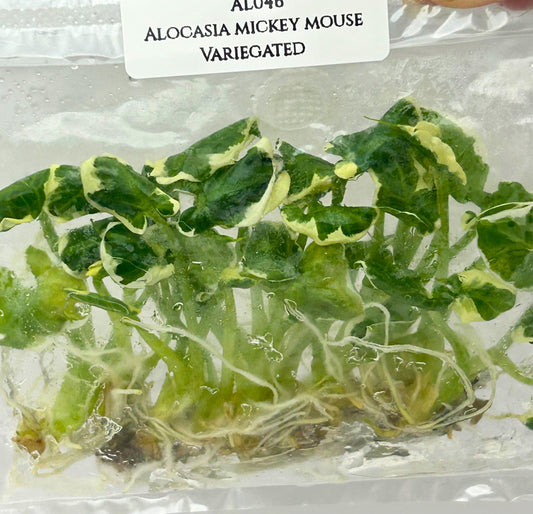 Alocasia Mickey Mouse Albo Variegated Tissue Culture (10 items/bag)