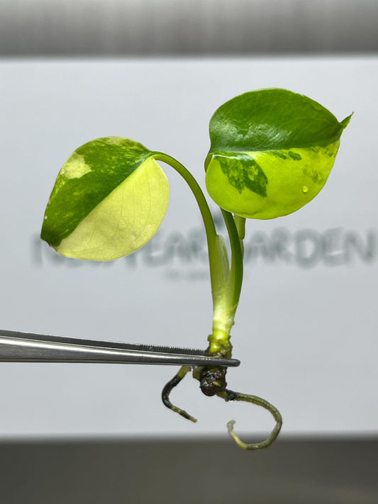 Monstera Yellow Marilyn Variegated (Deliciosa) Tissue Culture (1 item/bag)