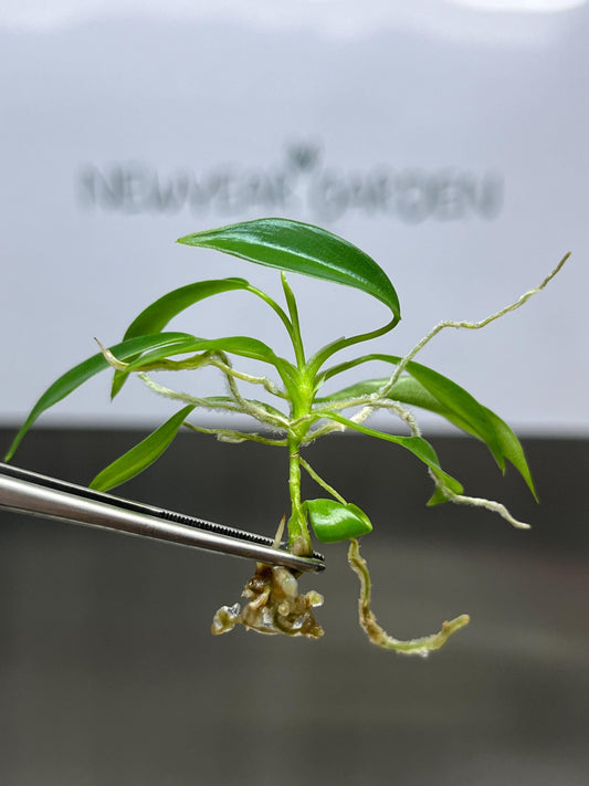 Philodendron Joepii Tissue Culture (5 items/bag)