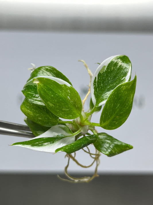 Philodendron White Princess Variegated Tissue Culture (5 items/bag)