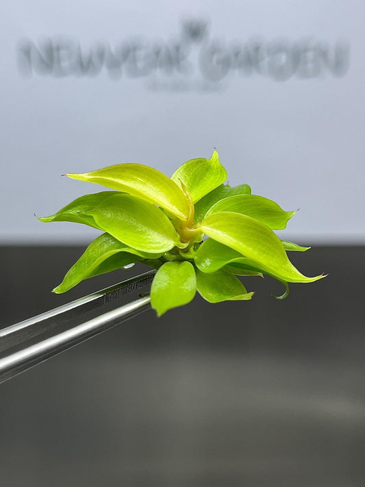 Philodendron Cherry Red Tissue Culture (5 items/bag)