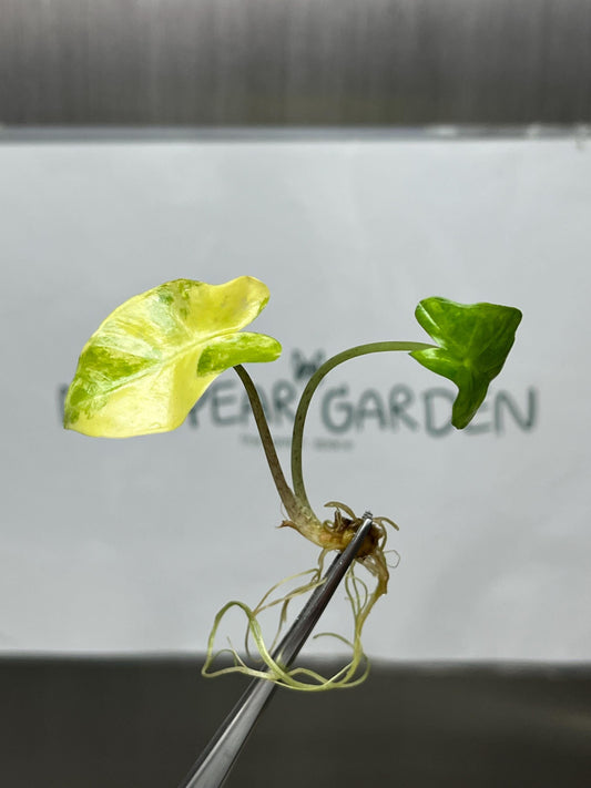 Alocasia Portora Aurea Variegated Tissue Culture (1 item/bag)