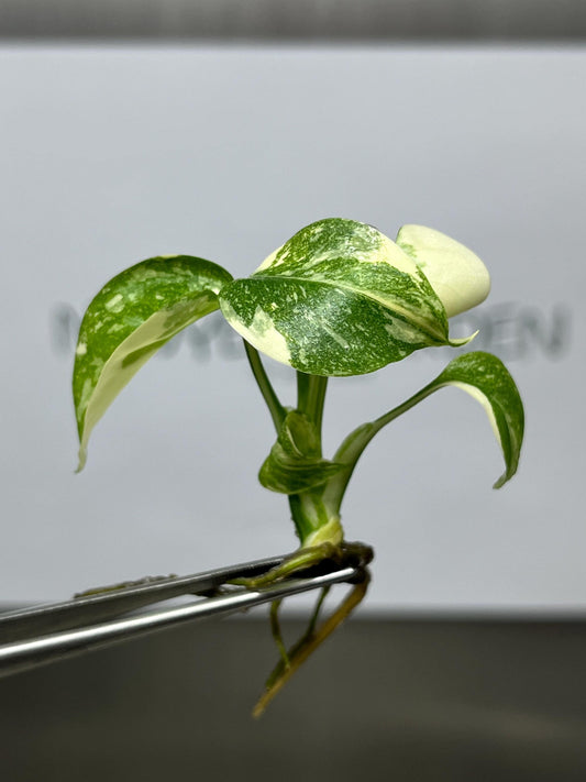 Monstera Thai Constellation Variegated Tissue Culture (1 item/bag)