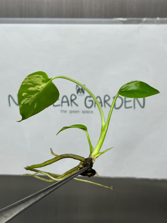 Monstera Deliciosa Bulbasaur Tissue Culture B grade (1 item/bag)