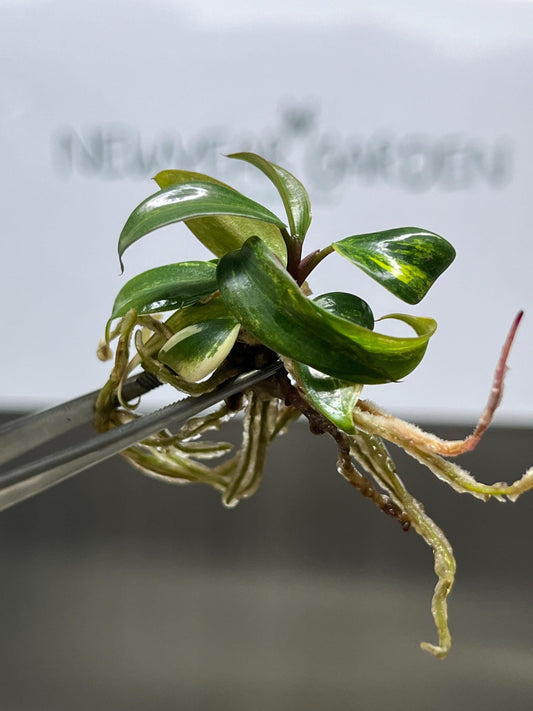 Philodendron Strawberry Shake Variegated Tissue Culture (1 item/bag)