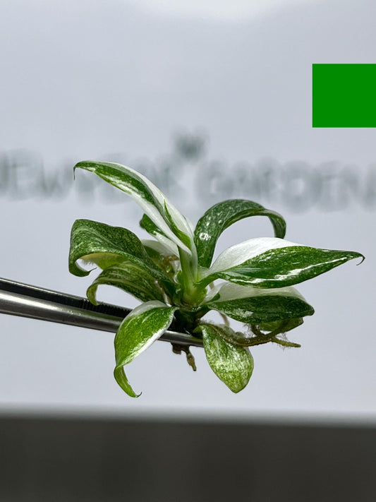 Philodendron White Wizard Variegated Tissue Culture (5 items/bag)