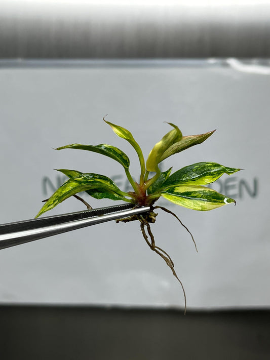 Philodendron Caramel Marble Variegated (Fire Tiger) Tissue Culture (1 item/bag)