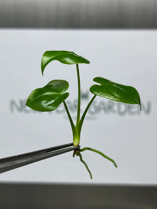 Philodendron Goeldii Tissue Culture (5 items/bag)
