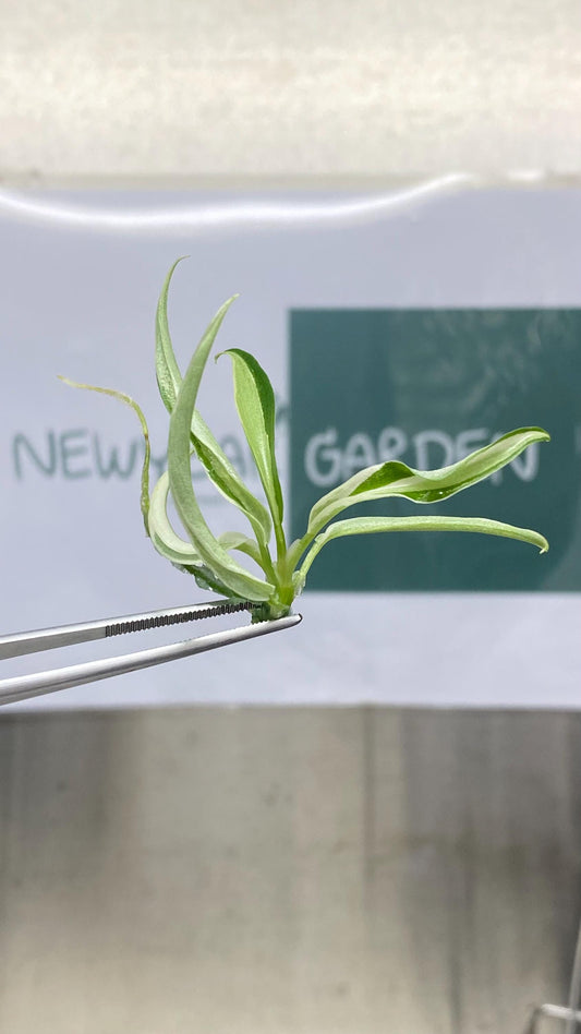 Philodendron Tortum Albo Variegated Tissue Culture (1 item/bag)