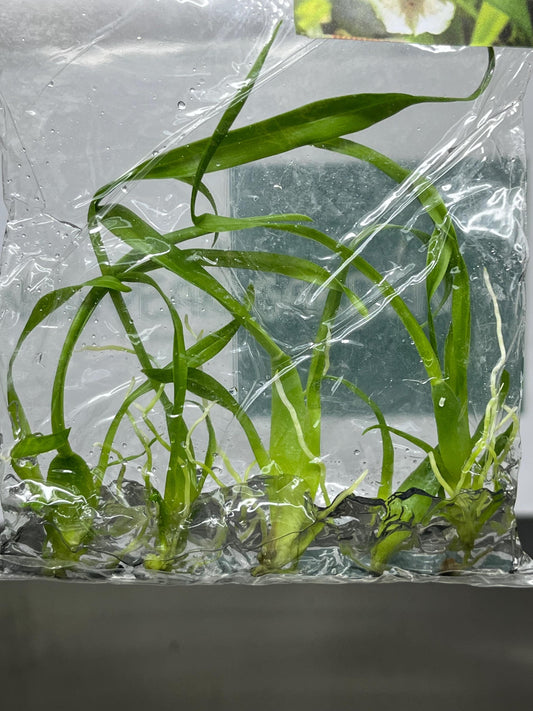 Oncidium Sharry Baby 'Sweet Fragrance' Tissue Culture (5 items/bag)