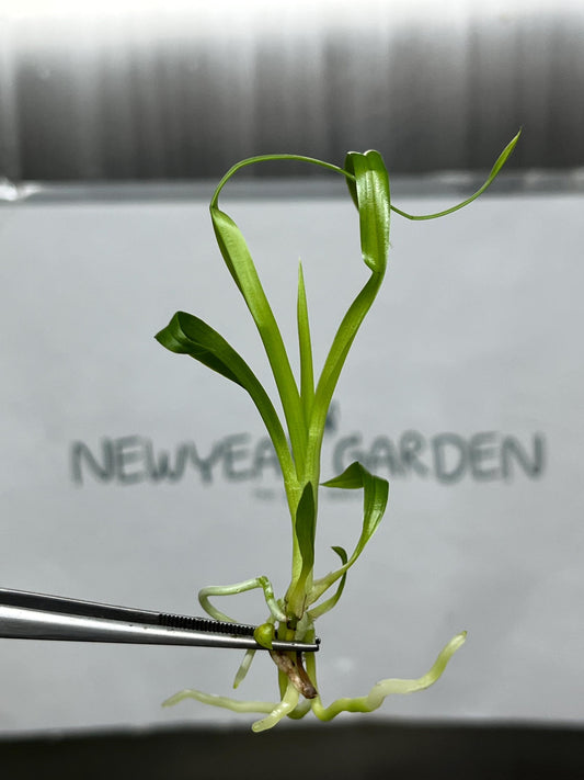 Zygopetalum (O-101) Tissue Culture (5 items/bag)