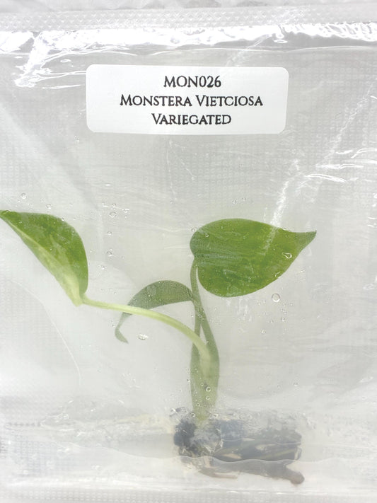 Monstera Vietciosa Variegated Tissue Culture (1 item/bag)