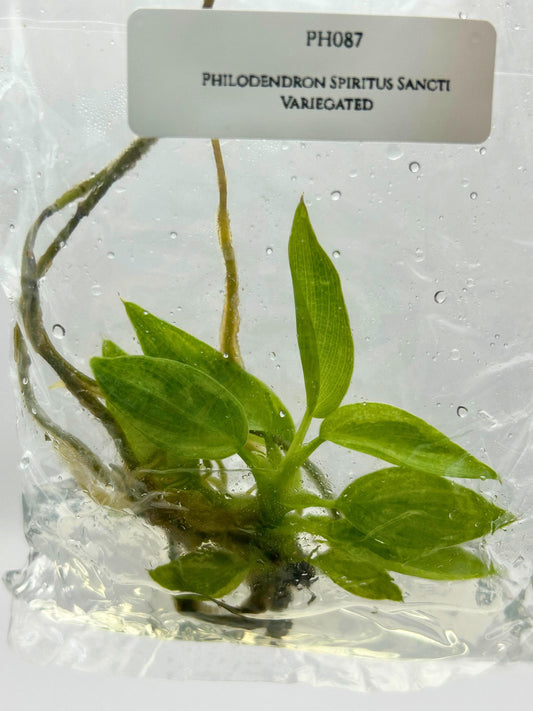 Philodendron Spiritus Sancti Variegated Tissue Culture (1 item/bag)