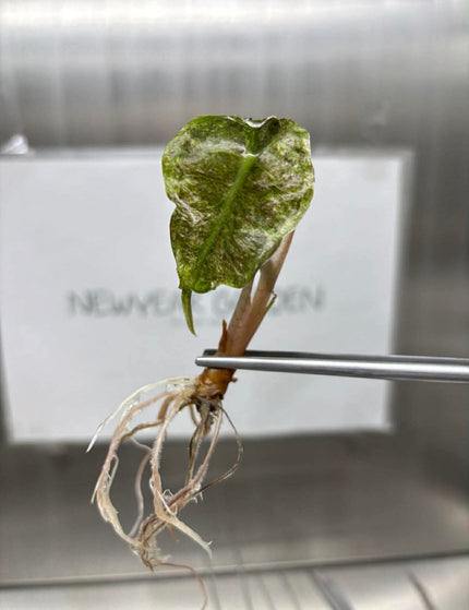 Collection image for: New Arrivals