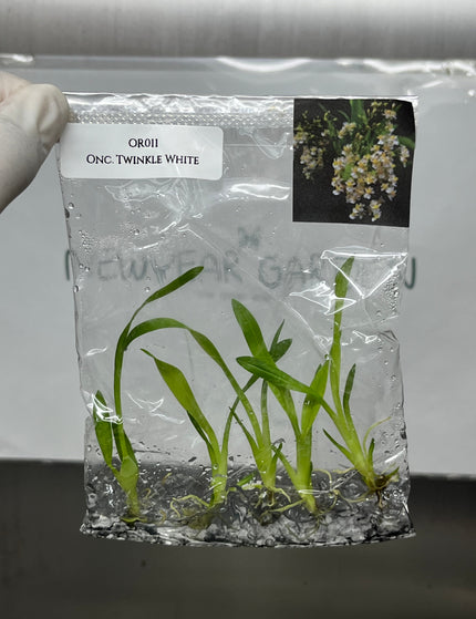 Collection image for: Orchid