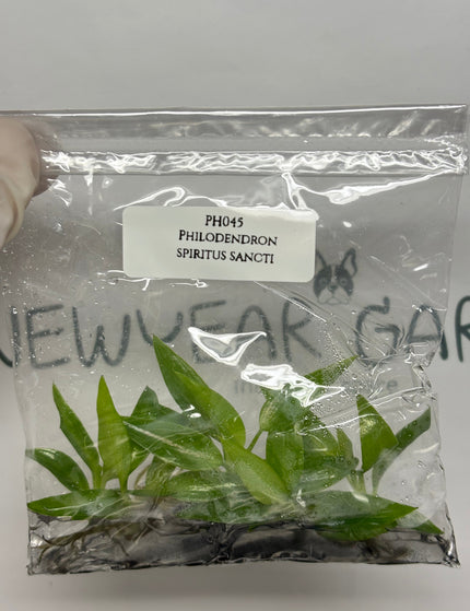 Collection image for: Philodendron