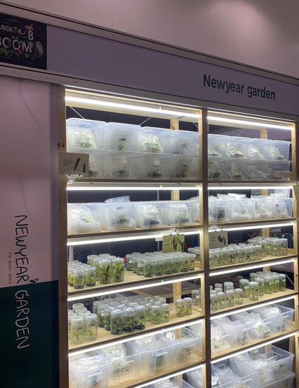 Collection image for: FIRST BOOTH'S NEWYEARGARDEN