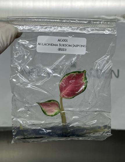 Collection image for: AGLAONEMA